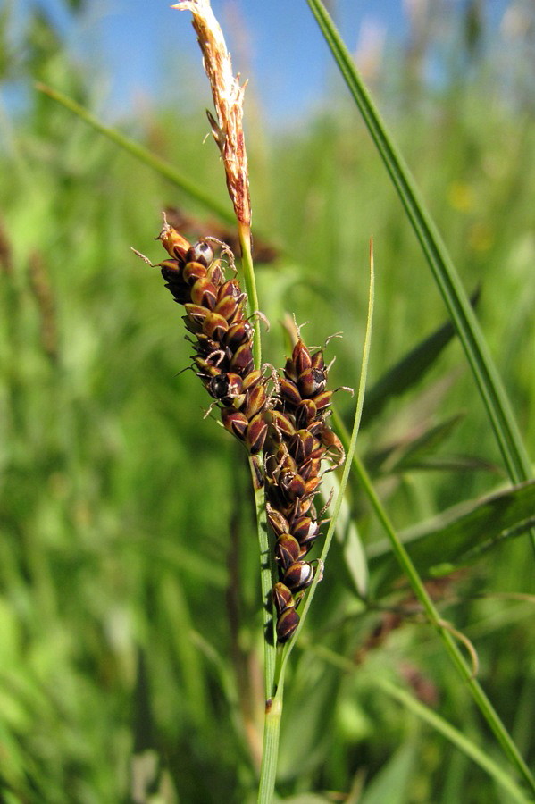 Изображение особи род Carex.