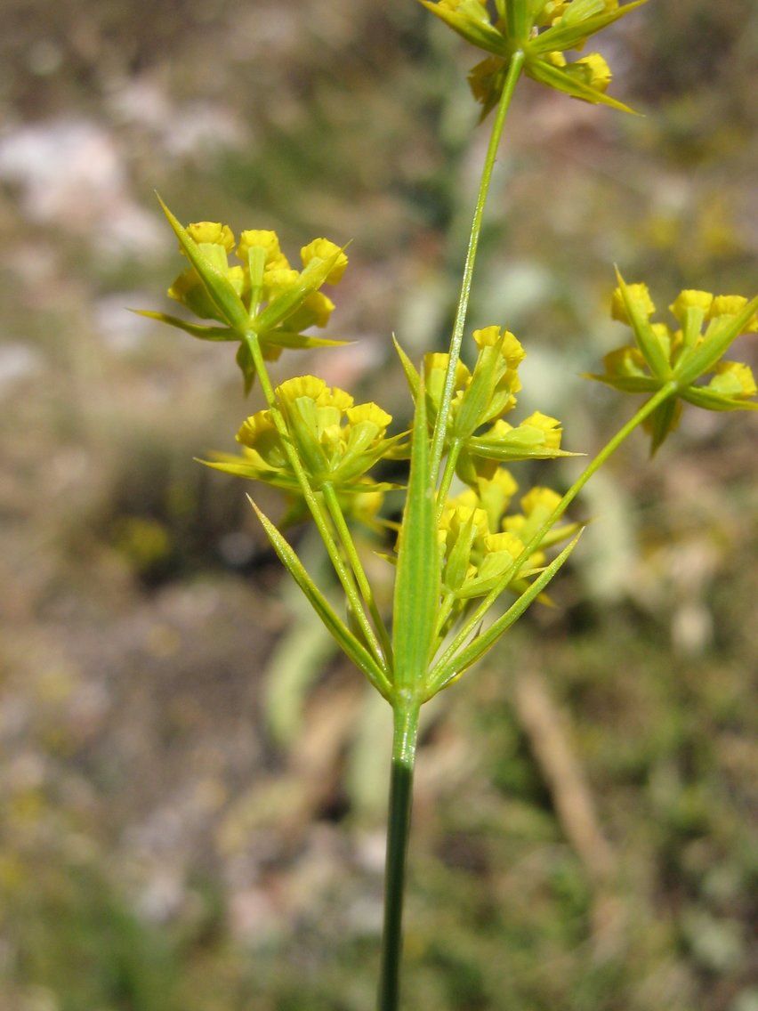 Image of Bupleurum commutatum specimen.