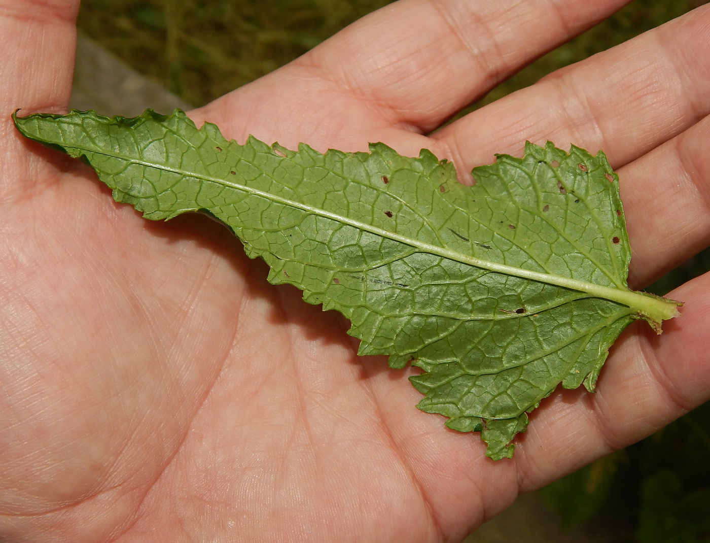 Image of Phlomoides tuberosa specimen.