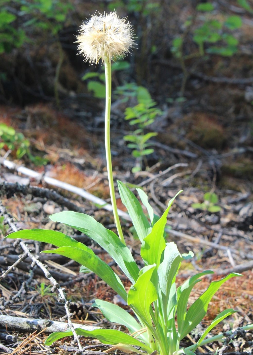 Image of Scorzonera glabra specimen.