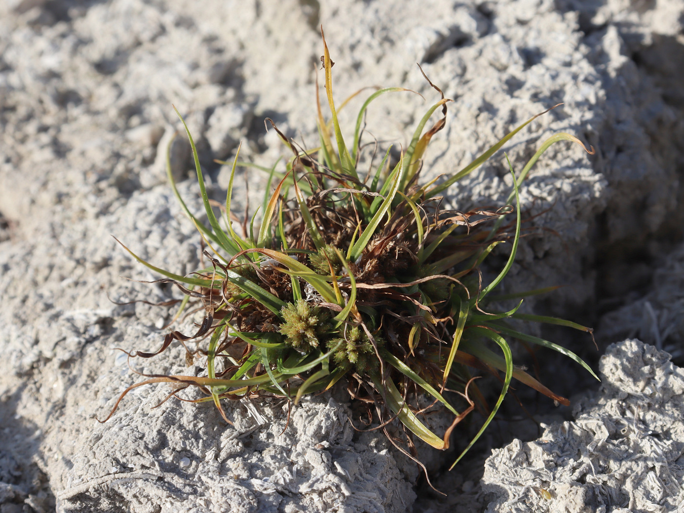 Изображение особи Cyperus michelianus.