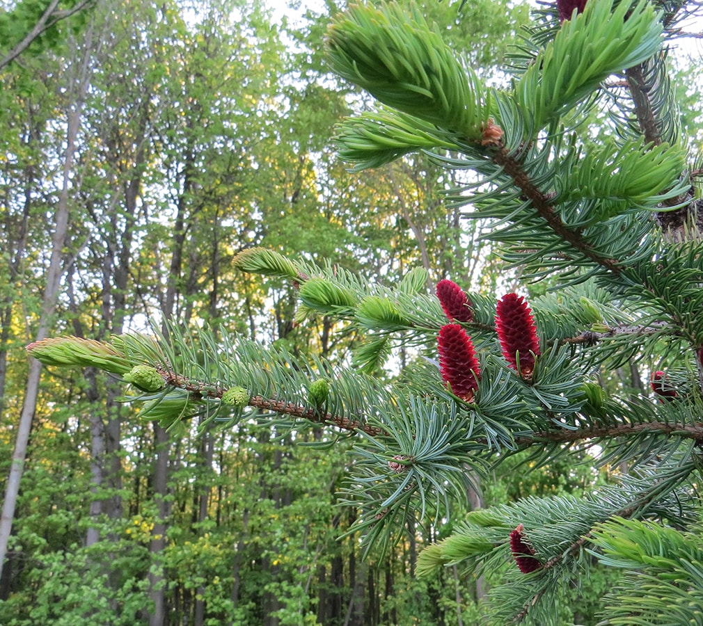 Image of Picea ajanensis specimen.