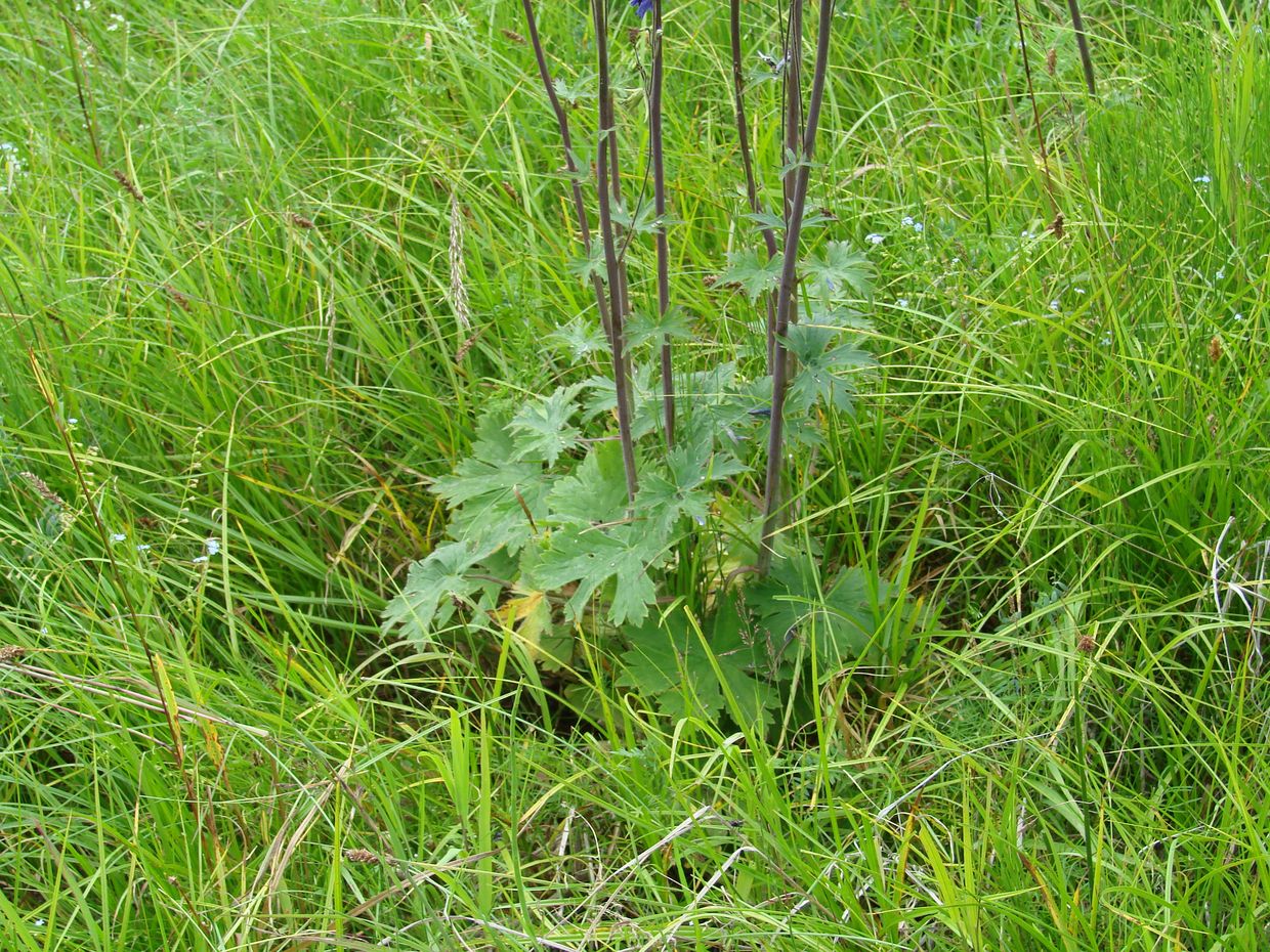 Image of Delphinium korshinskyanum specimen.