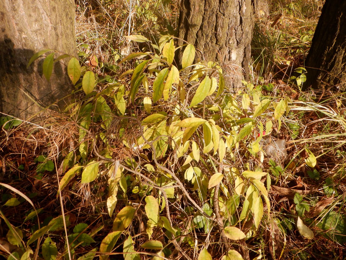 Image of Euonymus verrucosus specimen.