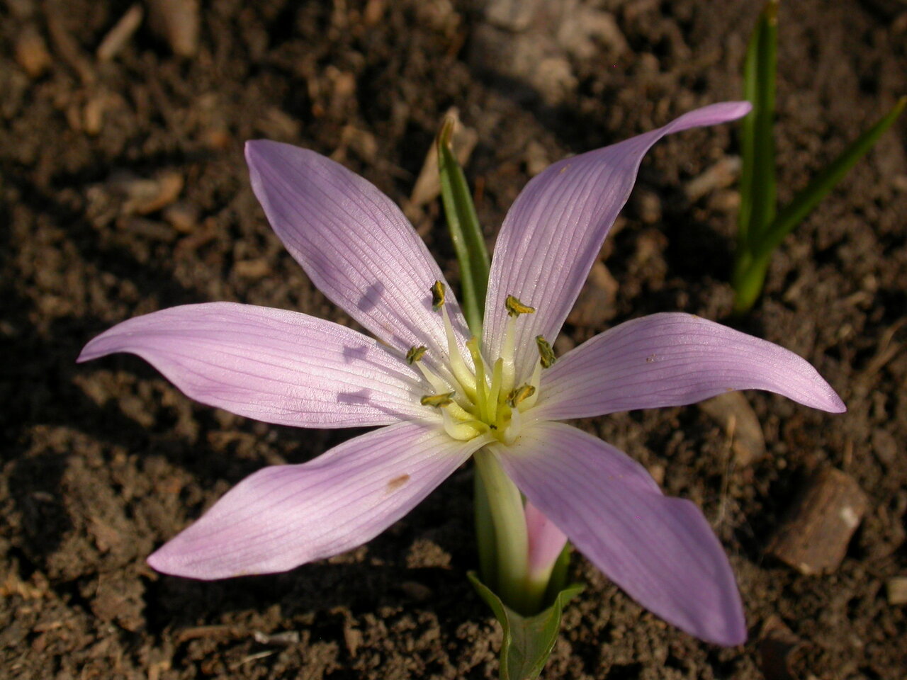 Изображение особи Colchicum szovitsii.