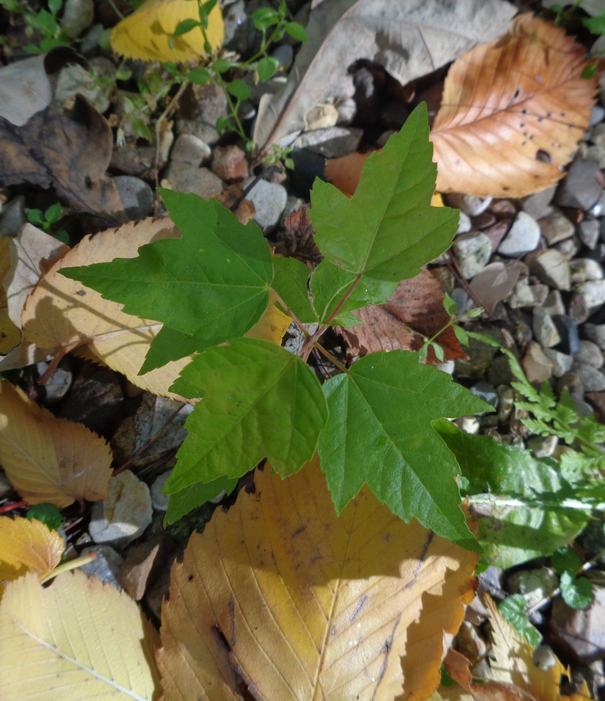 Image of Acer rubrum specimen.