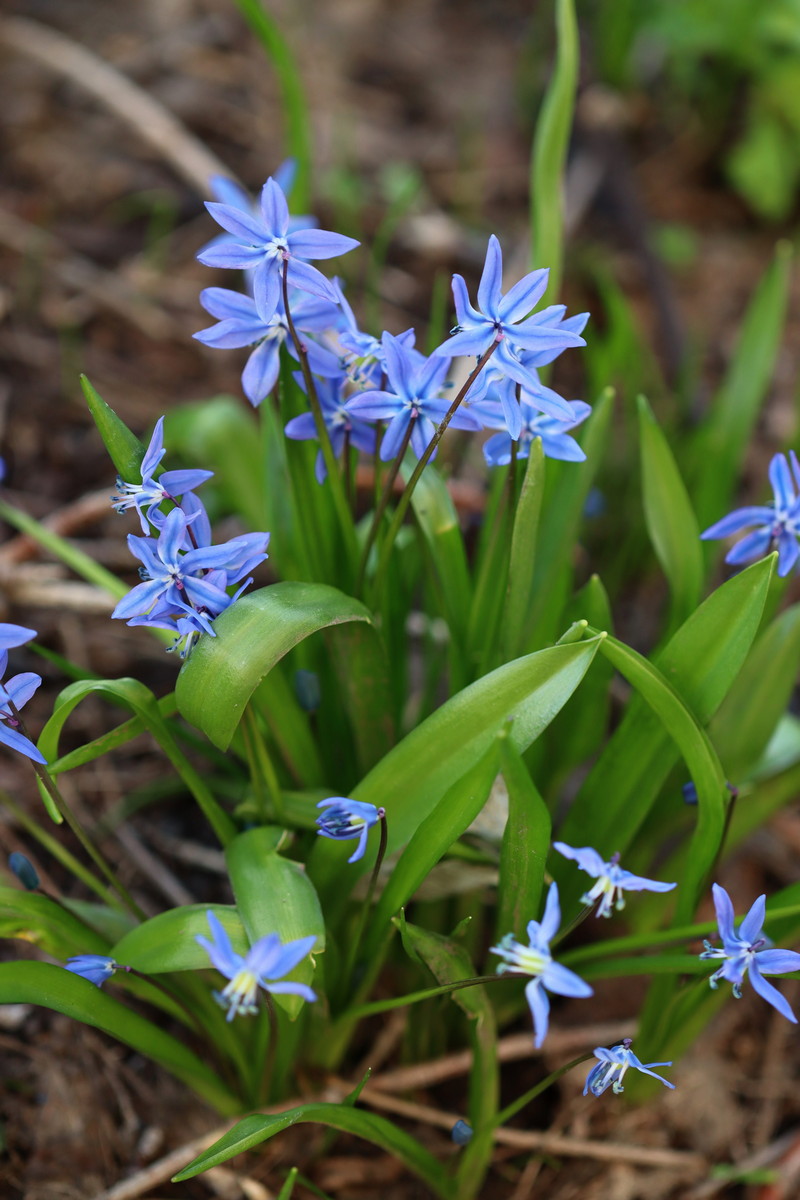 Image of Scilla siberica specimen.