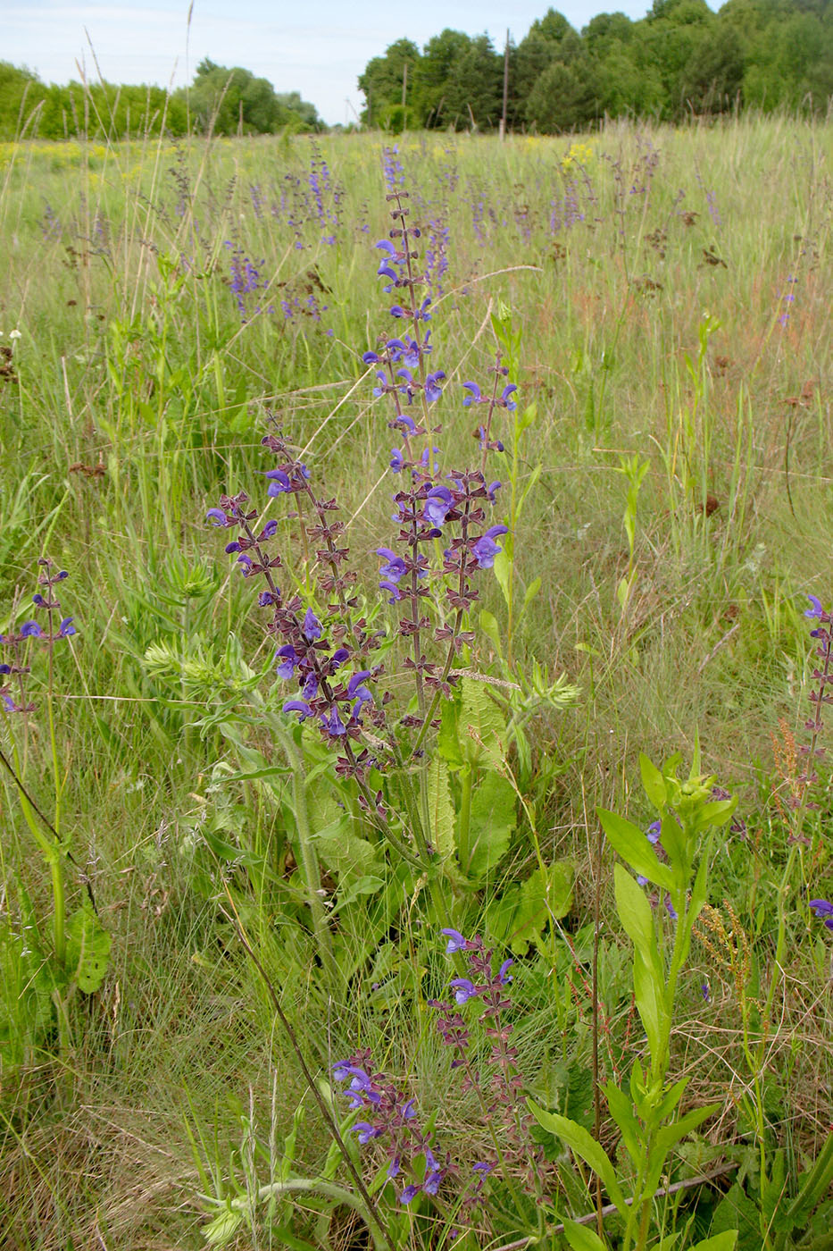 Image of Salvia pratensis specimen.