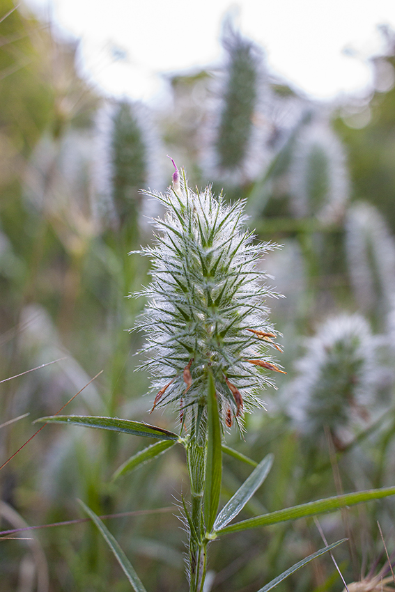 Изображение особи Trifolium angustifolium.