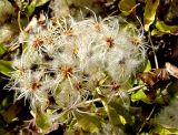 Clematis vitalba