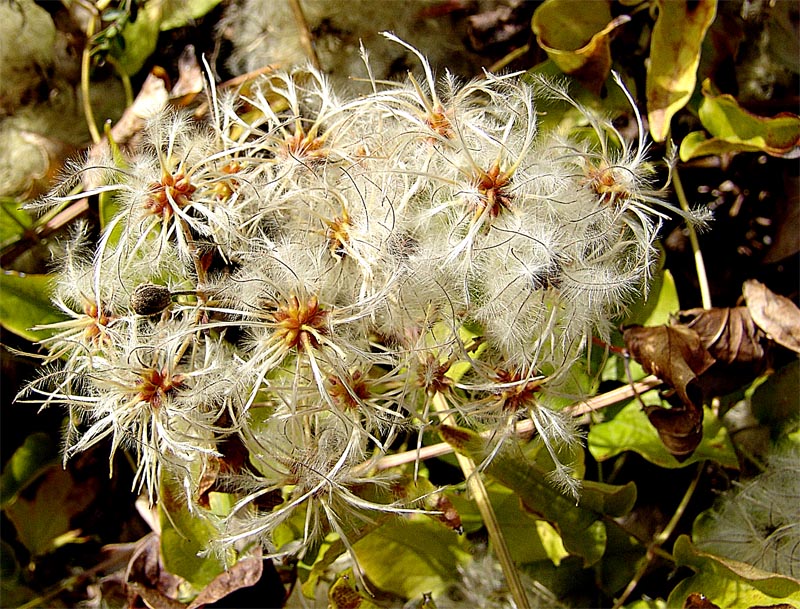 Image of Clematis vitalba specimen.