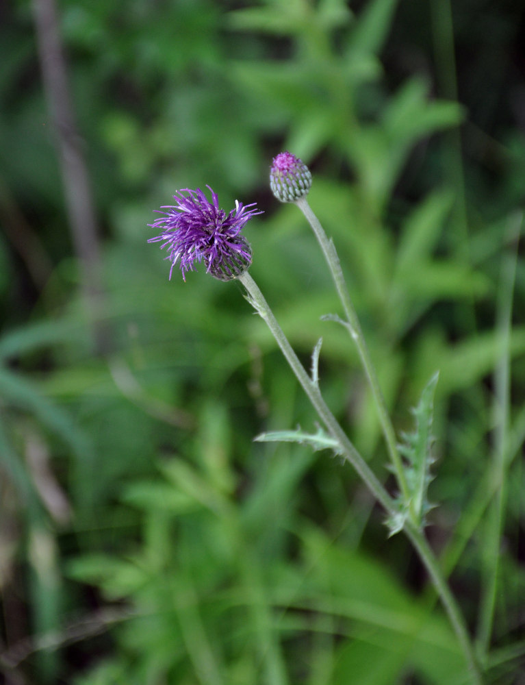 Image of Cirsium maackii specimen.