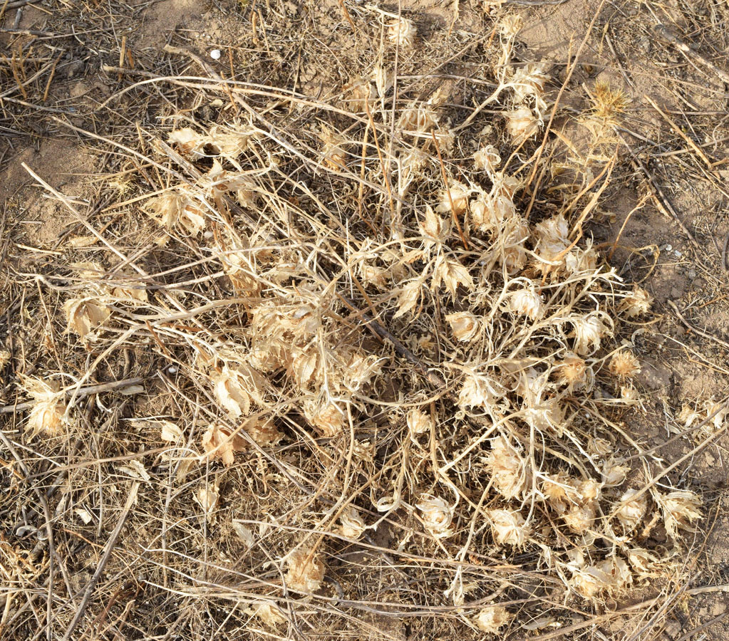 Image of Centaurea benedicta specimen.