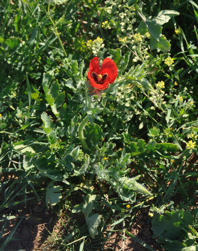 Image of Glaucium corniculatum specimen.