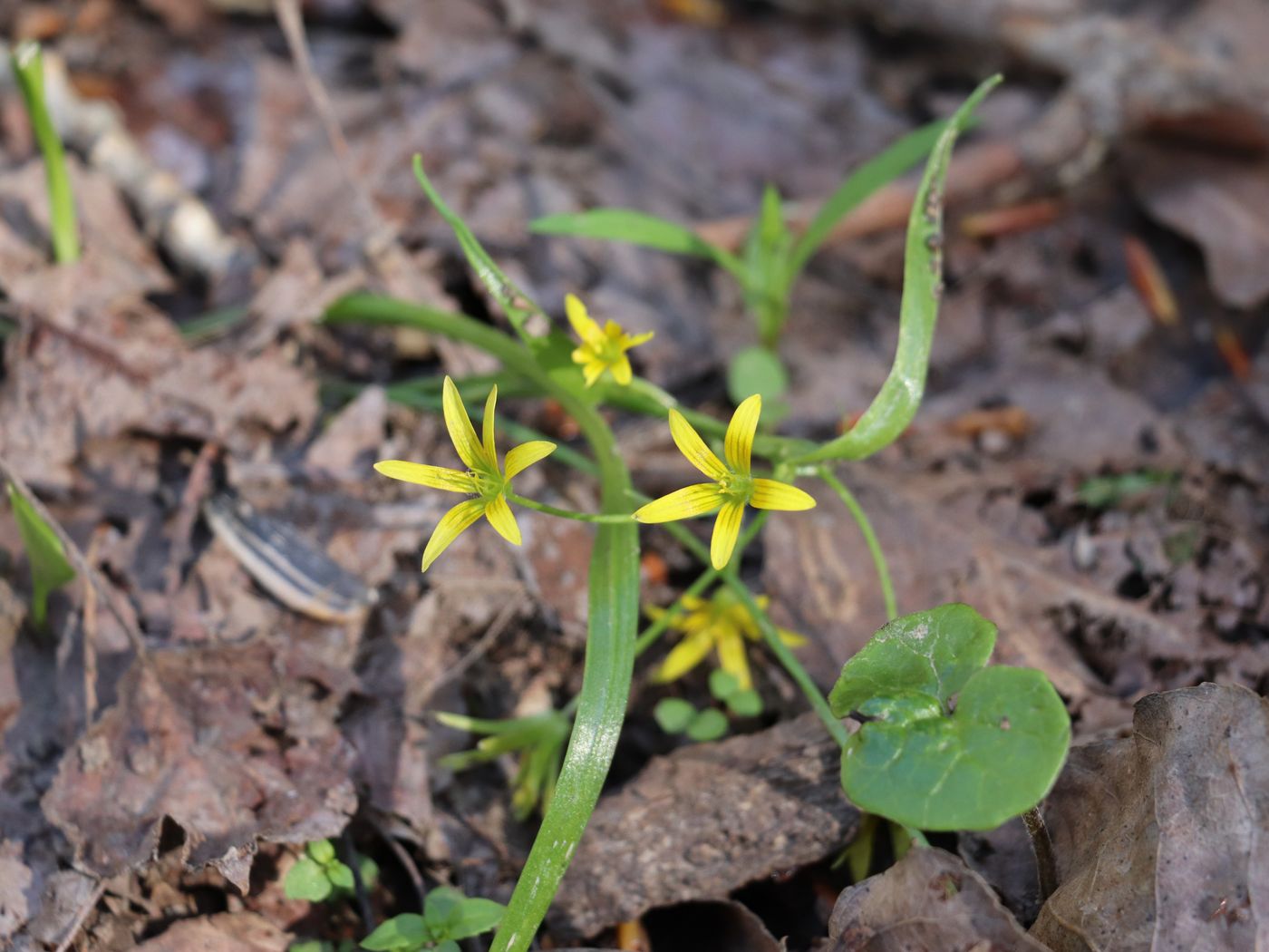 Изображение особи Gagea filiformis.