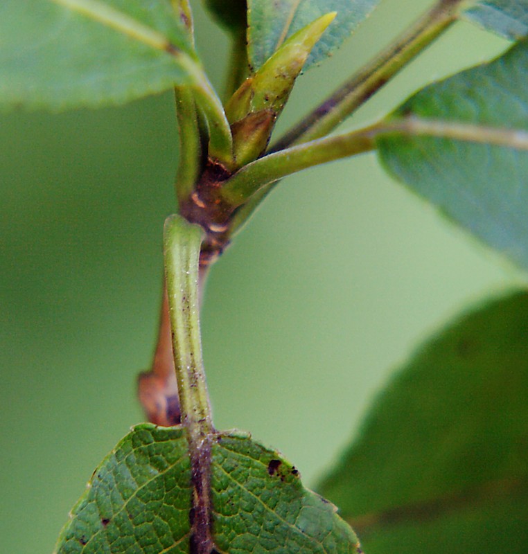 Image of Populus suaveolens specimen.