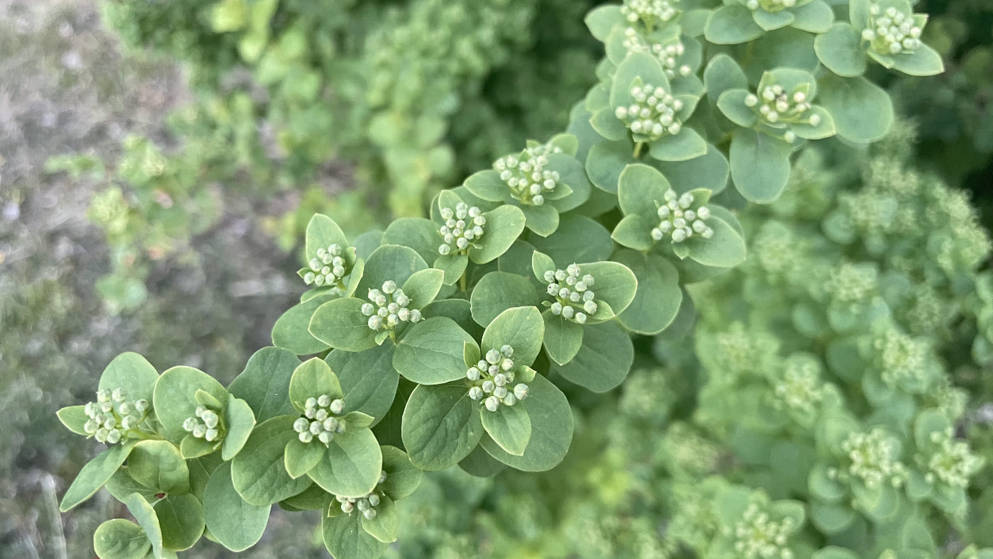 Image of Spiraea nipponica specimen.