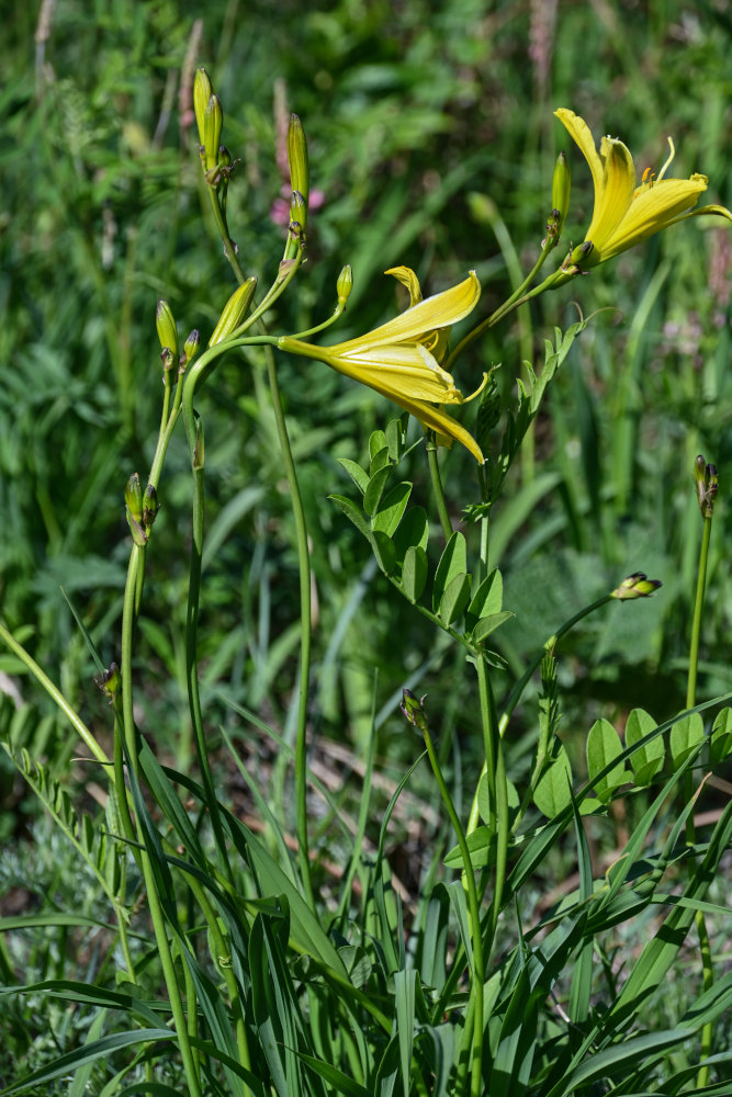 Изображение особи Hemerocallis minor.