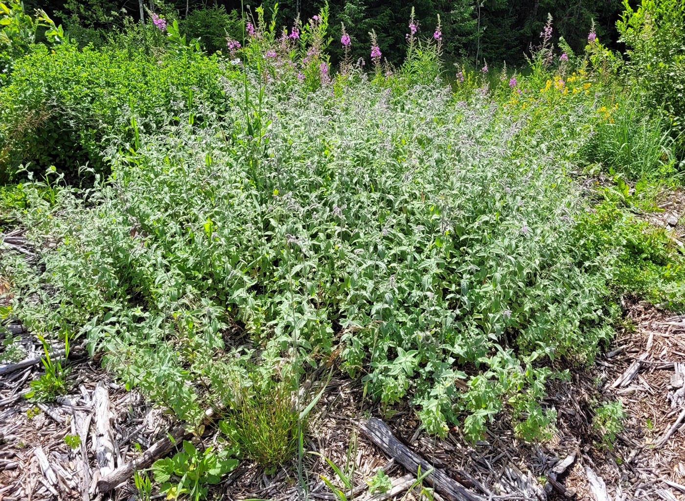 Image of Mentha longifolia specimen.