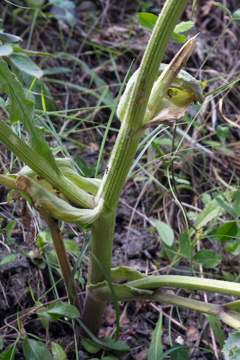 Image of genus Heracleum specimen.