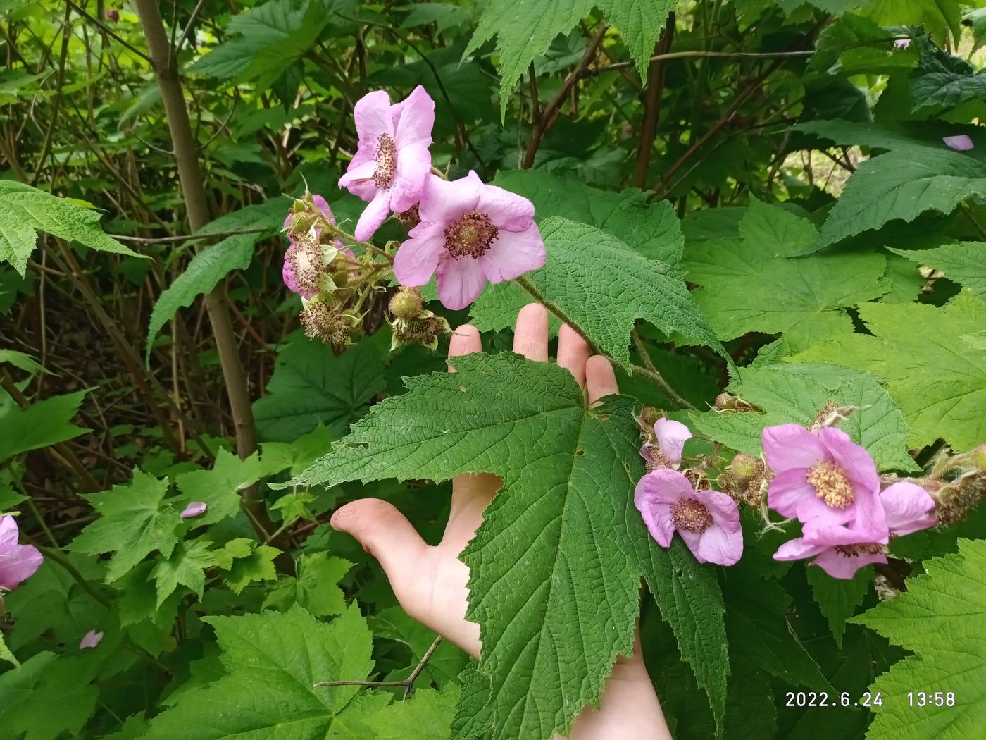 Изображение особи Rubus odoratus.