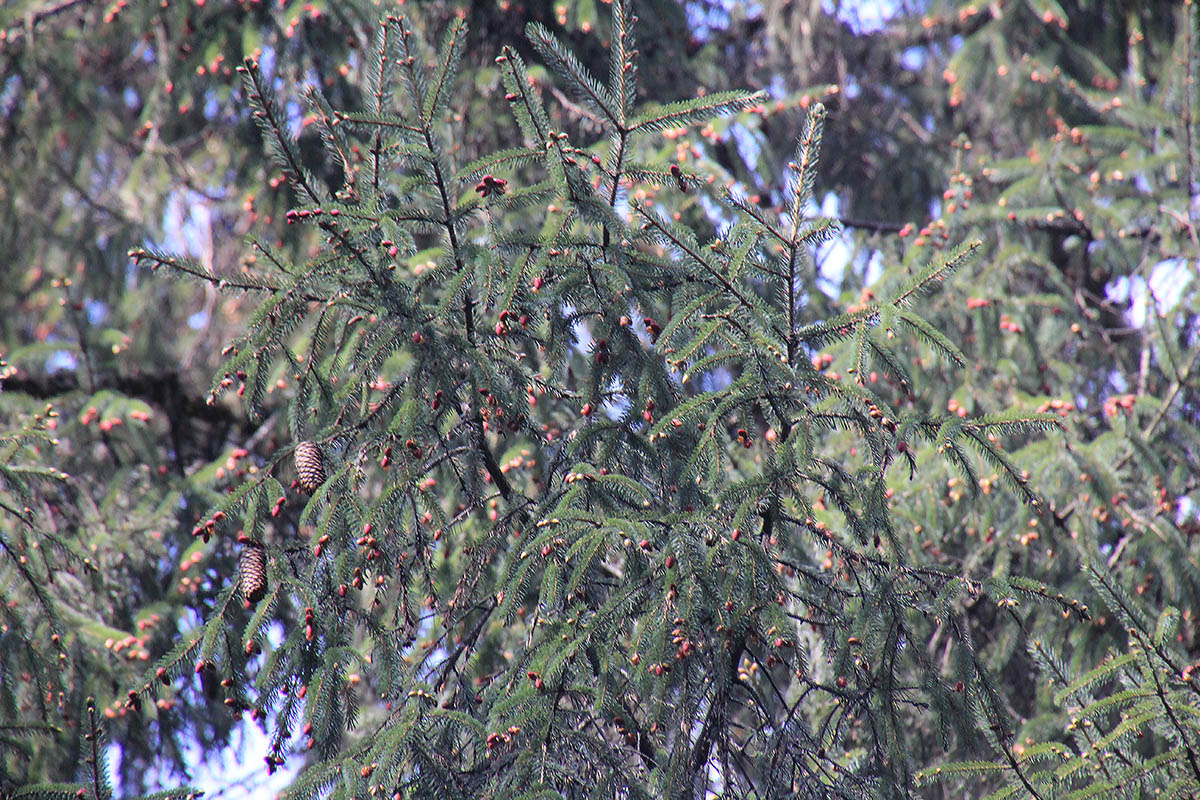 Изображение особи Picea spinulosa.