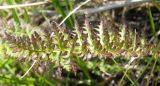 Pedicularis achilleifolia