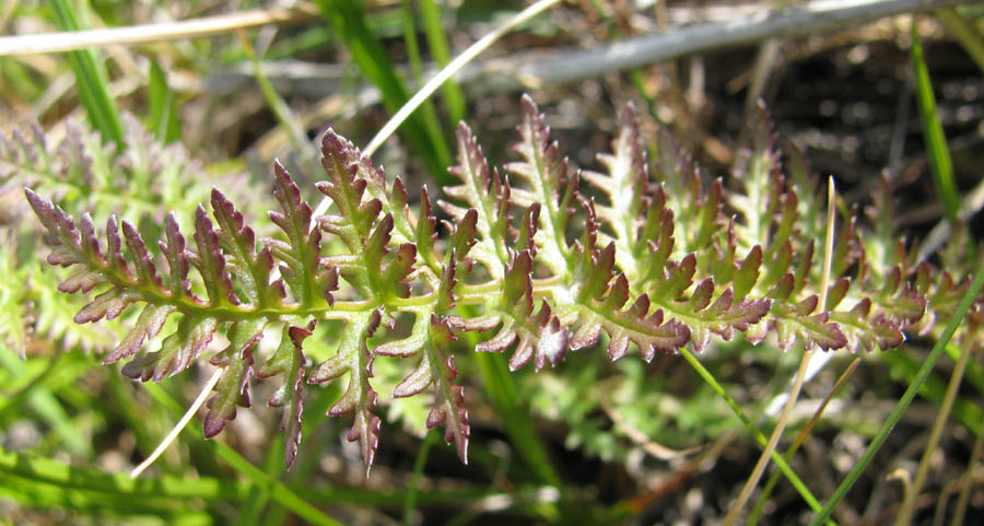 Изображение особи Pedicularis achilleifolia.