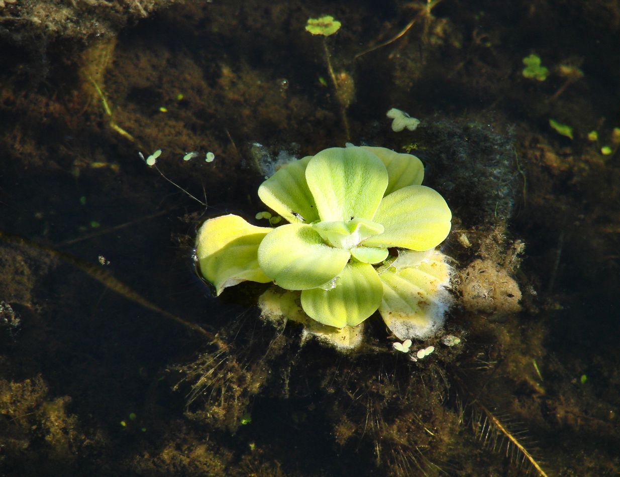 Image of Pistia stratiotes specimen.