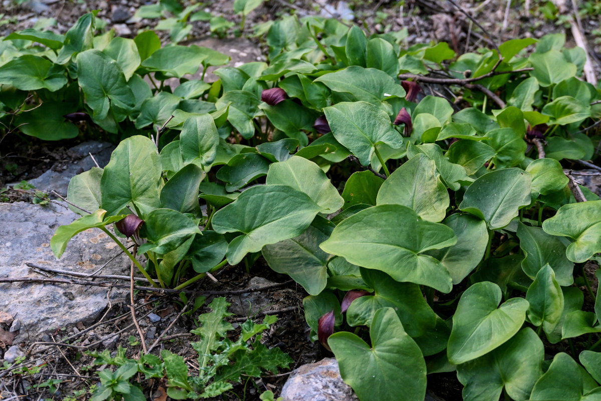 Изображение особи Arisarum simorrhinum.