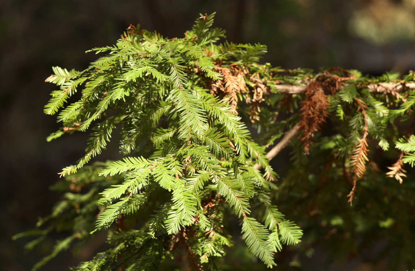 Изображение особи Sequoia sempervirens.