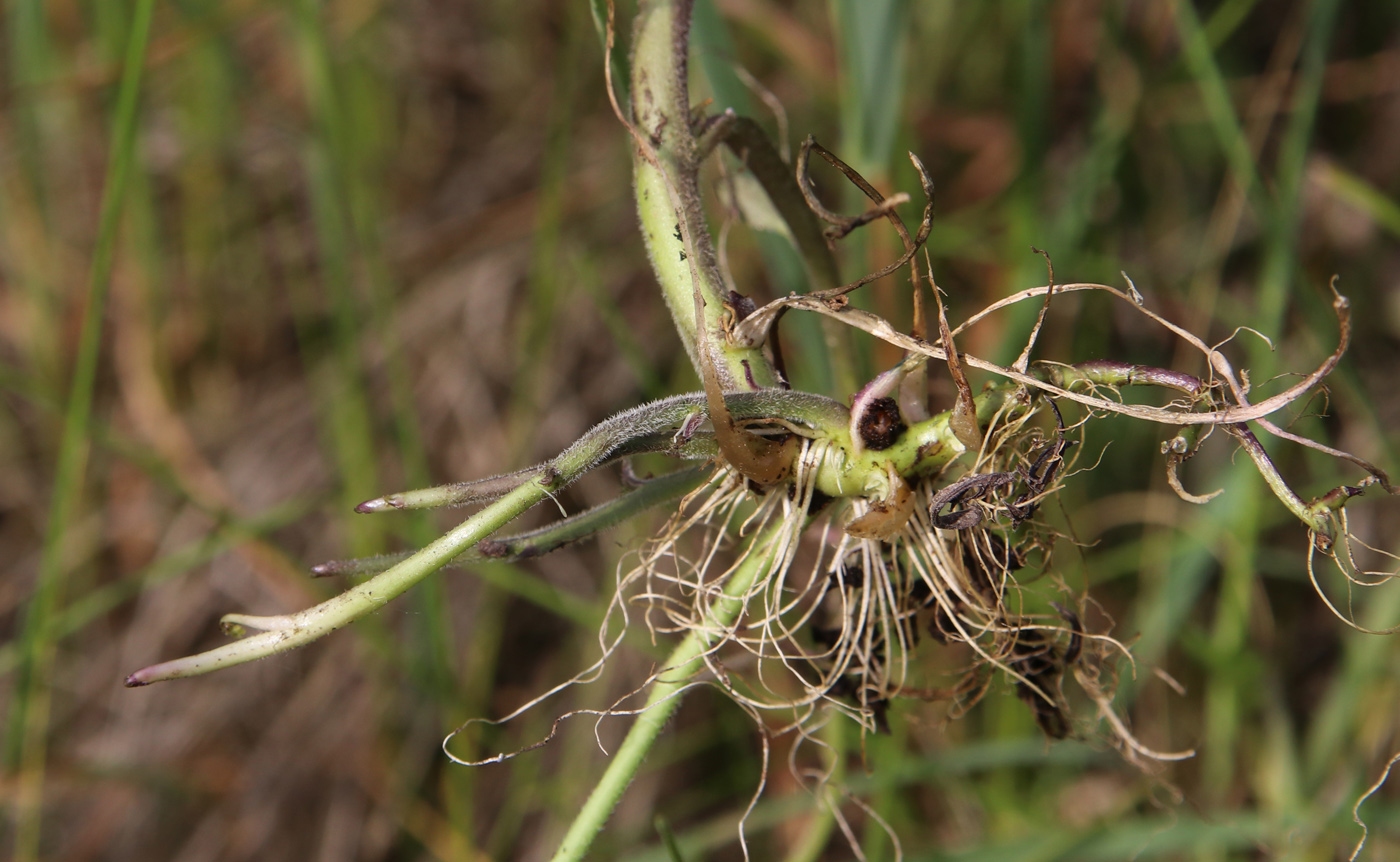 Image of Cardamine amara specimen.