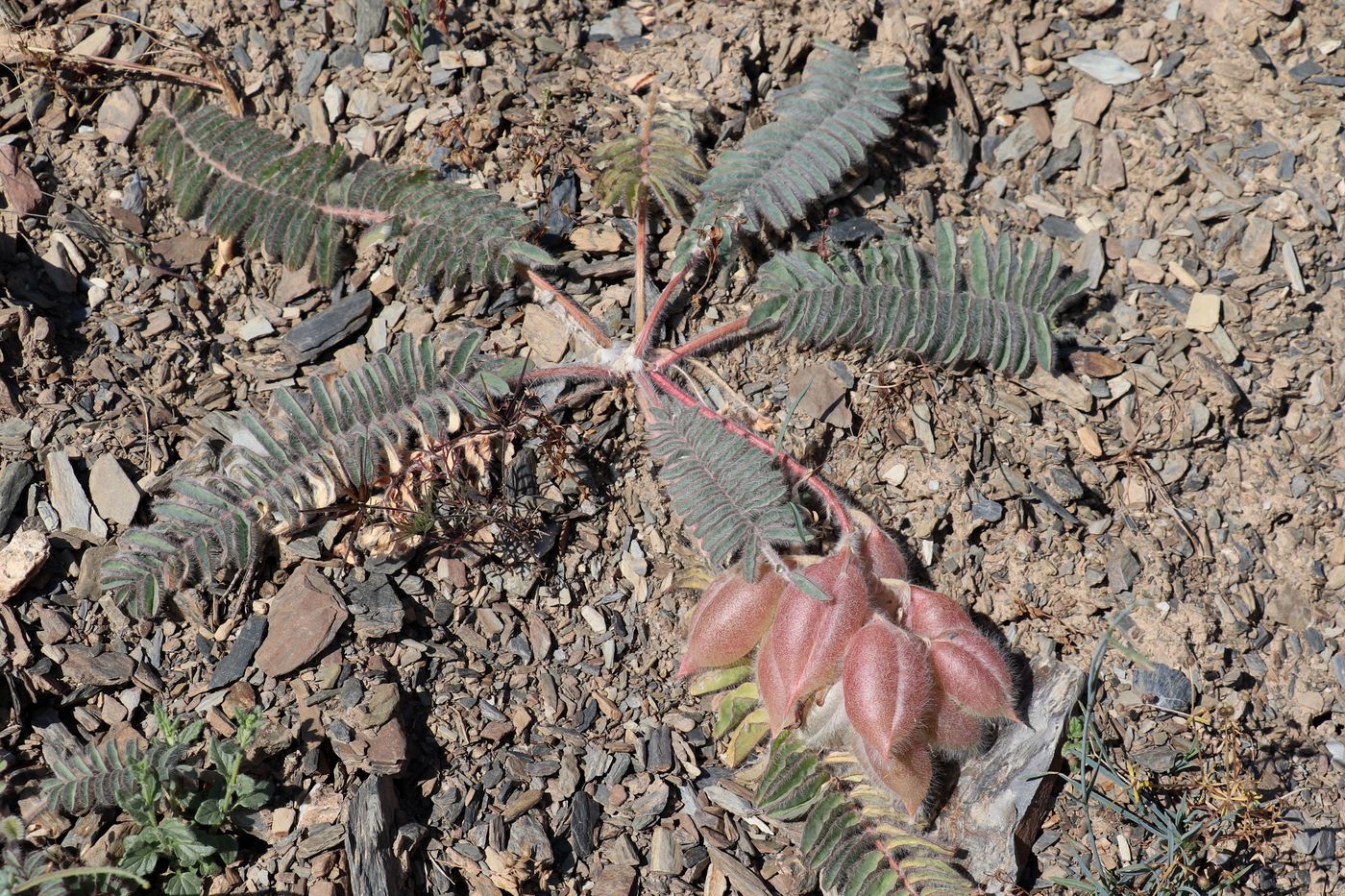 Изображение особи Astragalus leptophysus.