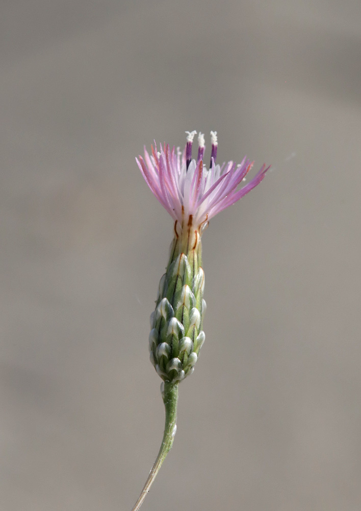 Image of Hyalea pulchella specimen.