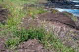 Emilia coccinea. Цветущие и плодоносящие растения. Чили, обл. Valparaiso, провинция Isla de Pascua, г. Hanga Roa, высокой берег океана, сообщество травянистых растений. 08.03.2023.