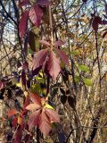 Parthenocissus quinquefolia. Листья в осенней окраске. Владивосток, Ботанический сад-институт ДВО РАН. 17 октября 2010 г.