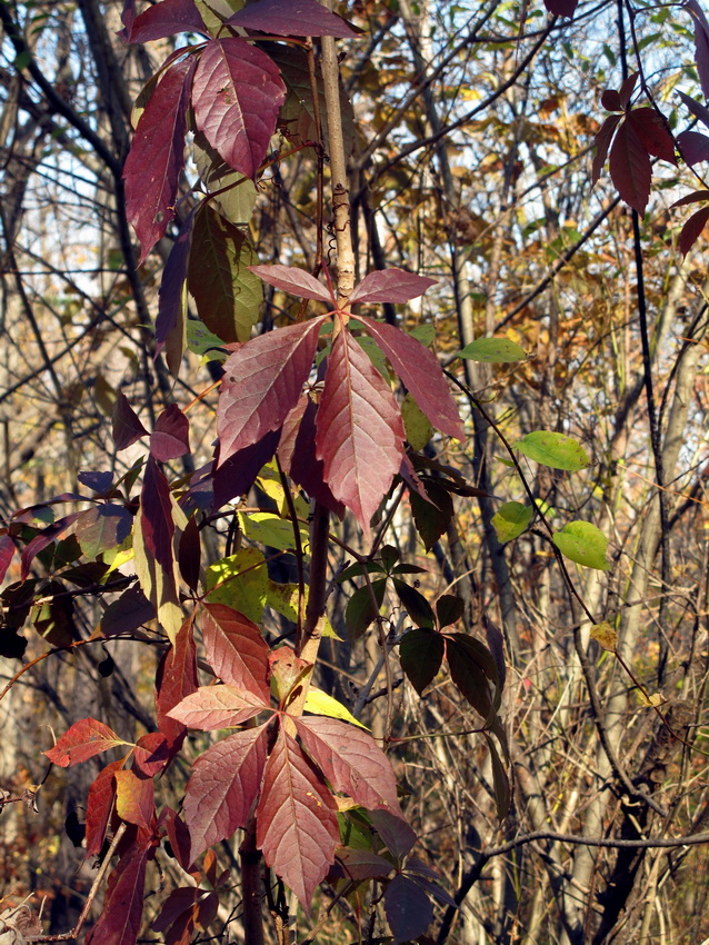 Image of Parthenocissus quinquefolia specimen.