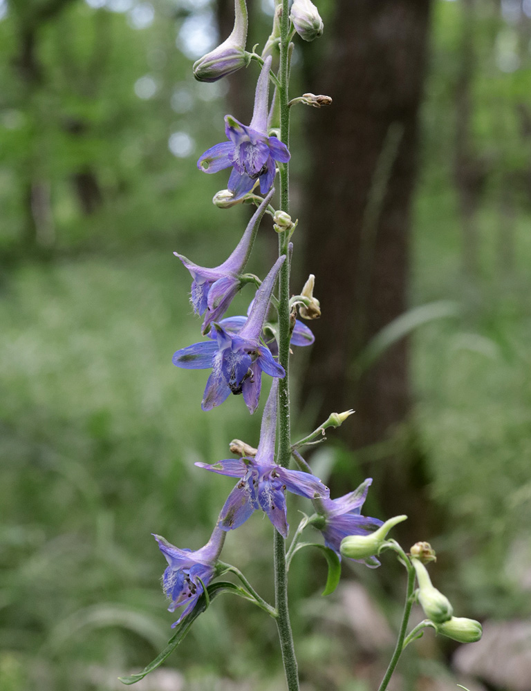 Image of Delphinium freynii specimen.