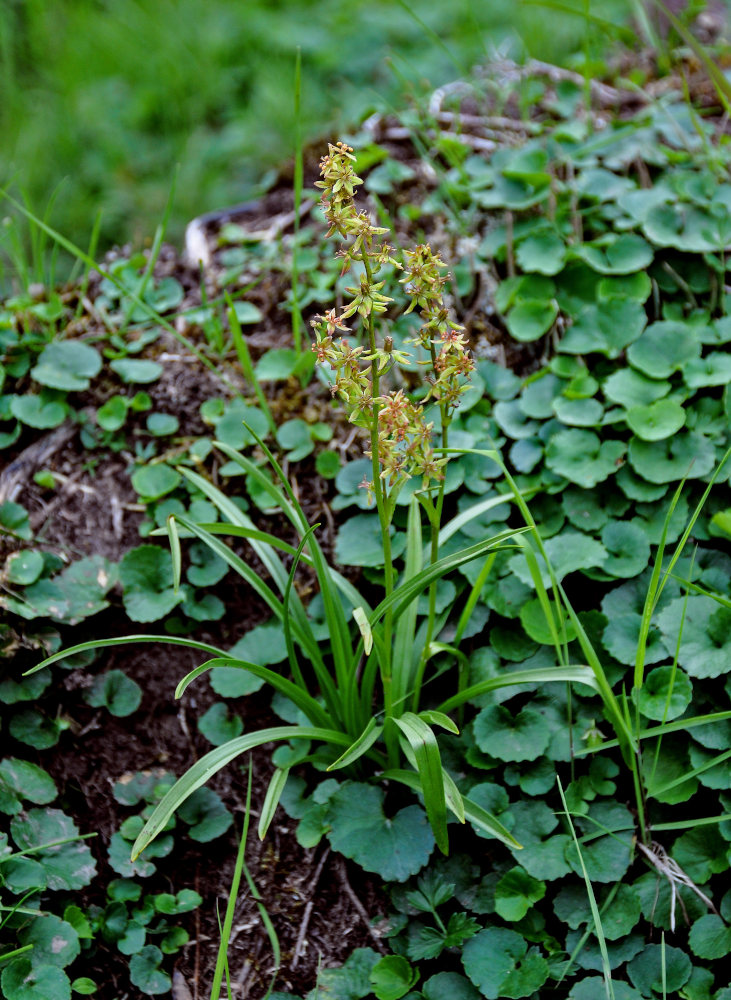 Изображение особи Veratrum anticleoides.