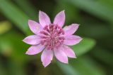 род Astrantia. Соцветие. Кабардино-Балкария, Эльбрусский р-н, подножие пика Терскол, ≈ 2200 м н.у.м., сосновый лес. 22.08.2023.