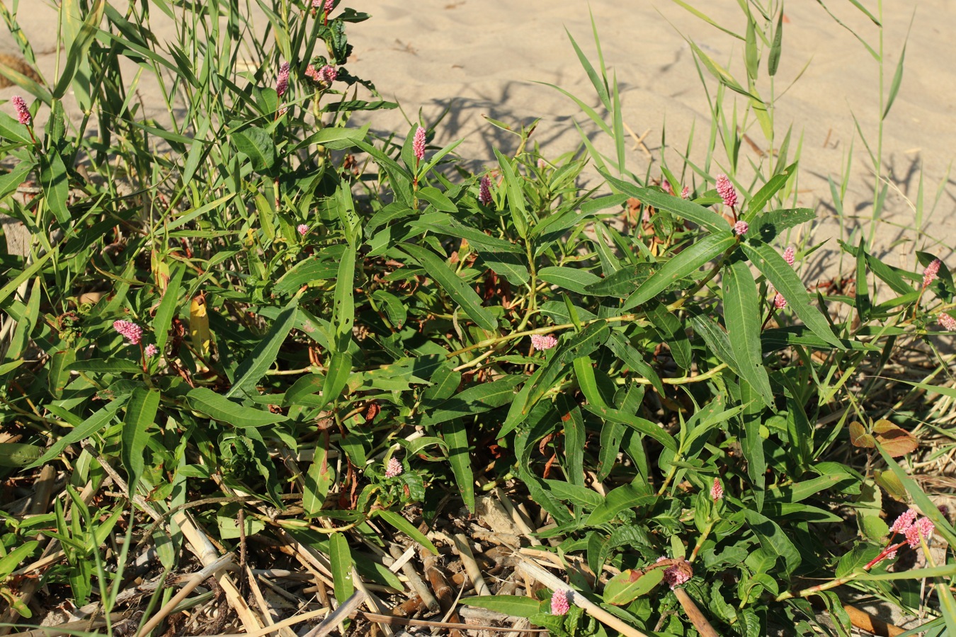 Image of Persicaria amphibia specimen.