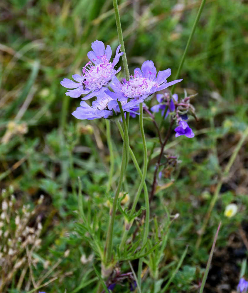 Image of Lomelosia caucasica specimen.