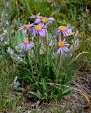 Aster alpinus. Цветущие растения. Киргизия, Ошская обл., Памир, Заалайский хр., долина р. Ачик-Таш, ≈ 3600 м н.у.м., альпийский луг. 08.07.2022.