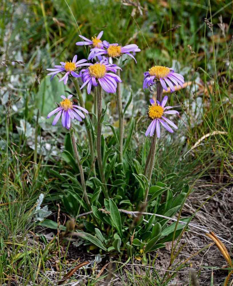 Image of Aster alpinus specimen.