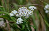 Anaphalis margaritacea. Верхушка побега с соцветиями. Сахалин, Корсаковский гор. округ, мыс Слюда, приморский луг. 15.08.2022.