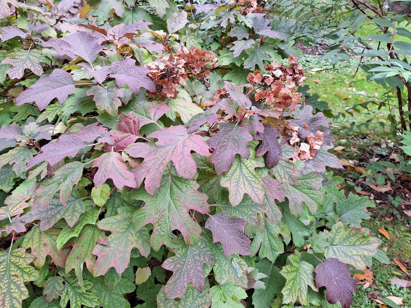 Image of Hydrangea quercifolia specimen.