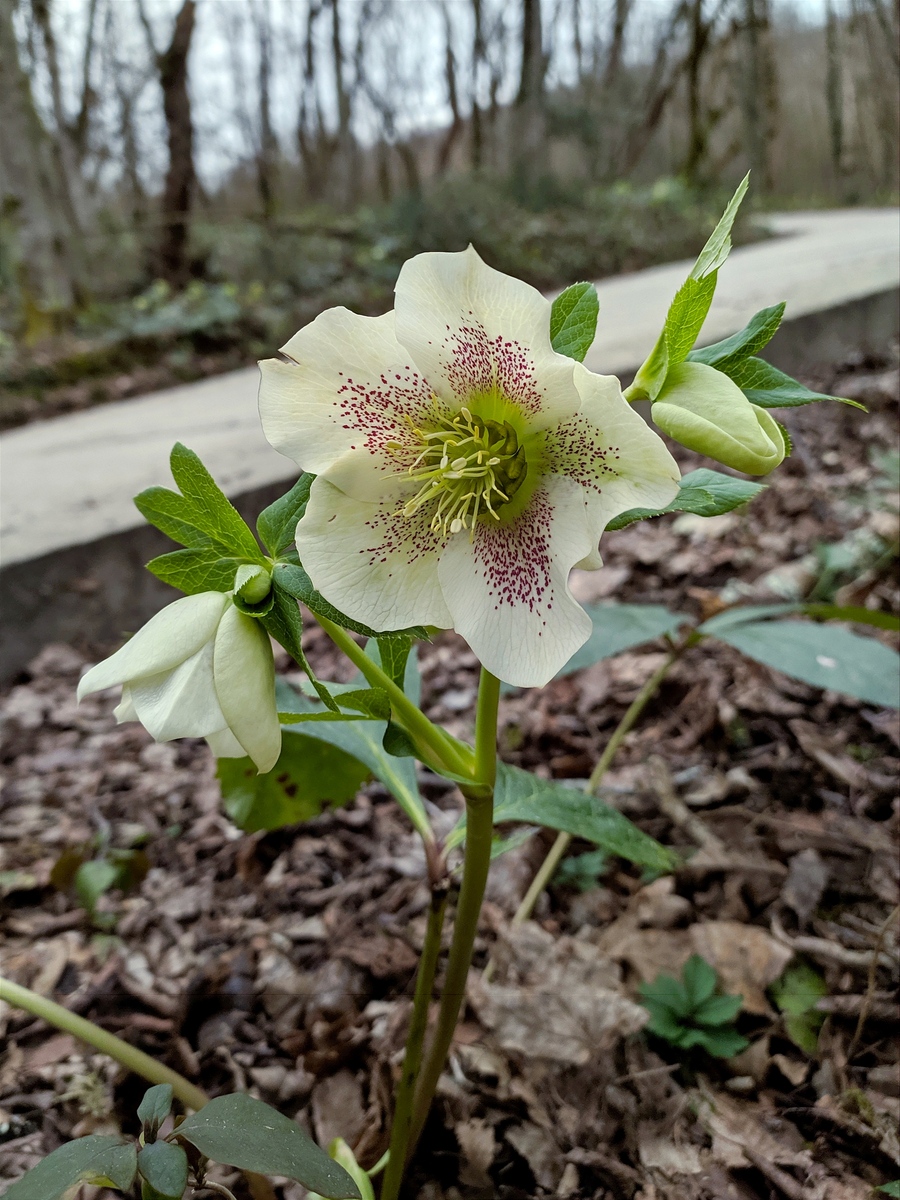 Image of Helleborus caucasicus specimen.