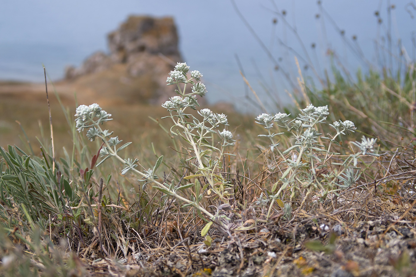 Изображение особи Teucrium capitatum.