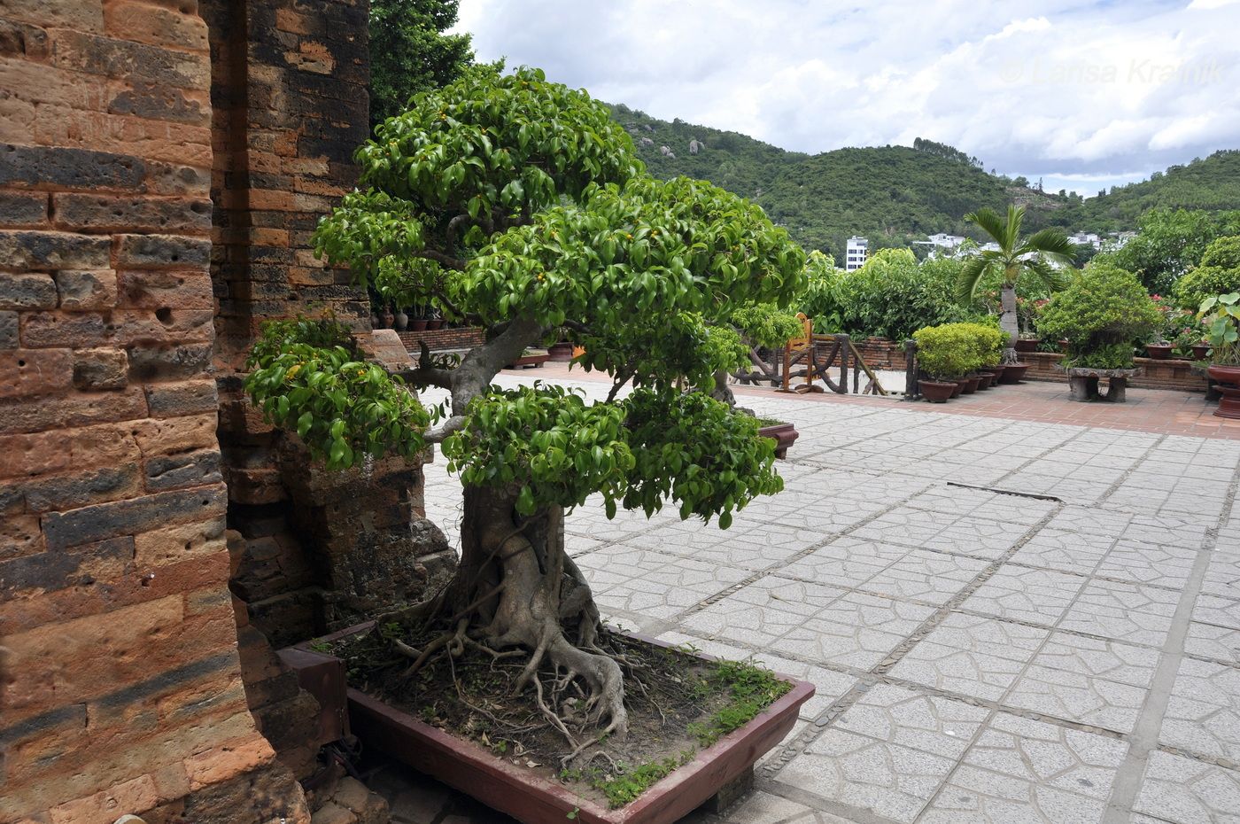 Image of genus Ficus specimen.