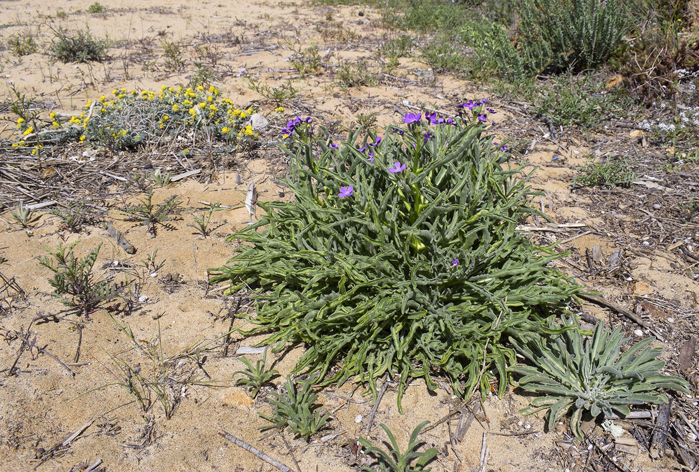 Image of Matthiola sinuata specimen.